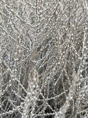 Tetradymia glabrata
