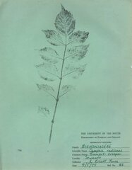 Campsis radicans