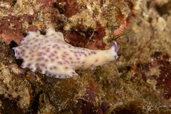 Pseudoceros laingensis
