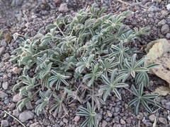 Lupinus havardii