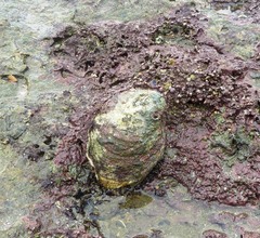 Striostrea prismatica