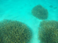 Acropora cervicornis