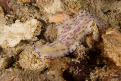 Pseudoceros laingensis