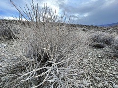 Tetradymia glabrata