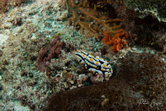 Phyllidia varicosa