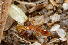 Tetramorium thalidum