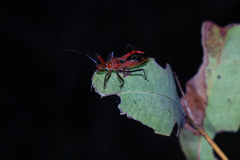 Gminatus