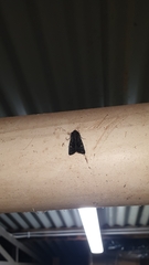 Neumichtis nigerrima