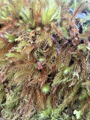 Pyrrhobryum spiniforme