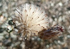 Brickellia incana