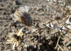 Brickellia incana
