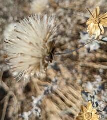 Brickellia incana