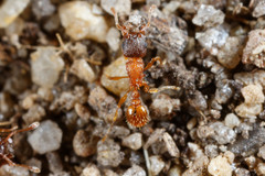 Tetramorium thalidum