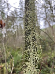 Usnea longissima