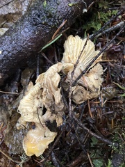 Cantharellus formosus