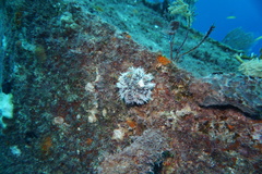 Tripneustes ventricosus