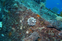 Tripneustes ventricosus