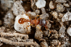 Tetramorium thalidum