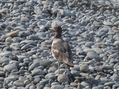 Larus belcheri
