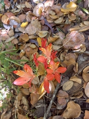 Alstroemeria ligtu