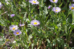 Erigeron speciosus