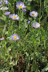 Erigeron speciosus