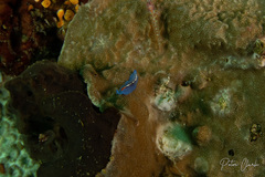 Pseudoceros liparus