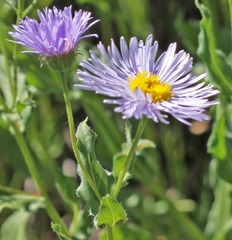 Erigeron speciosus