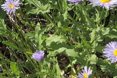 Erigeron speciosus