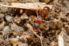 Tetramorium thalidum