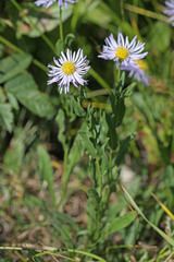 Erigeron speciosus