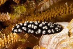 Phyllidiella