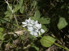 Ixia polystachya