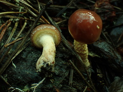 Pholiota velaglutinosa