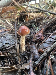 Pholiota velaglutinosa