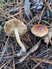Pholiota velaglutinosa