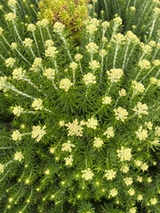 Ozothamnus turbinatus