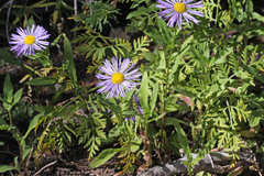 Erigeron speciosus