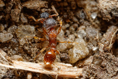 Tetramorium thalidum