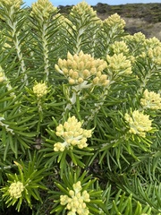 Ozothamnus turbinatus