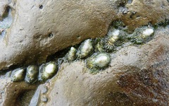 Pilosabia trigona