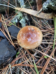 Pholiota velaglutinosa