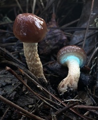 Pholiota velaglutinosa