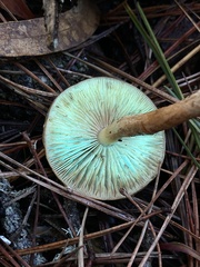 Pholiota velaglutinosa