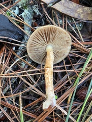 Pholiota velaglutinosa