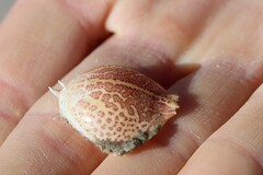 Persephona aquilonaris