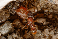 Tetramorium thalidum