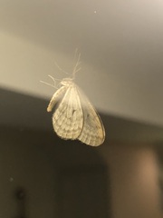 Operophtera