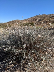 Brickellia incana