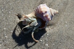 Isocheles wurdemanni